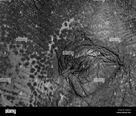 Mature closeup Black and White Stock Photos & Images - Alamy