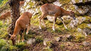 Trail camera captures hidden wildlife in the forest