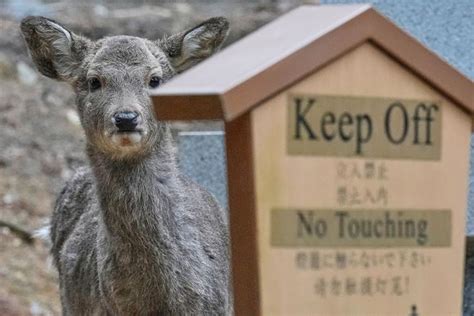 Photos show sacred deer wandering through Japan's ancient capital