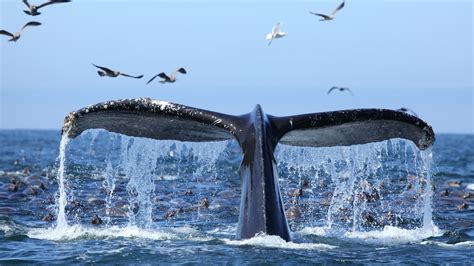 Kissing hot sex videos her menu options are a bit limited