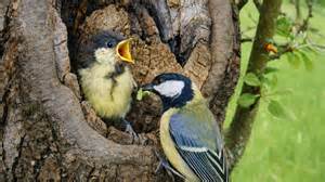 This great tit was busy feeding its chick