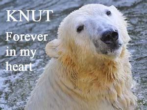 Paula, Kai & their twin cubs in Zoo Sendai