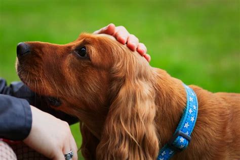 hidden meanings    dog touches  newsbreak