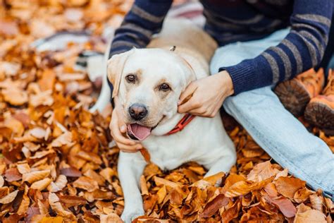 top   popular dog breeds     guide