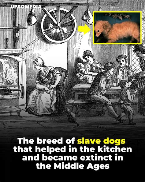 The Kiwi - In the Middle Ages, there was a "slave dog"... | Facebook