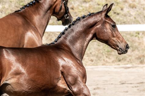 saddlery excited   shipping   newly facebook