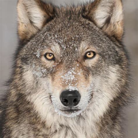 Wwe Hot DIVAS - Gigi dolin 🧡 | Facebook