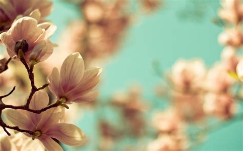 high resolution flower wallpapers top  high resolution flower