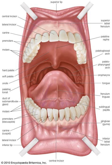 human digestive system anatomy organs processes britannica