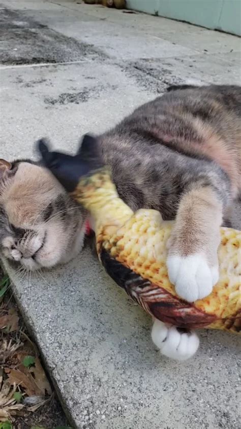 M4M Massage P Stock Videos – Royalty-Free HD & 4K Videos | Pond5