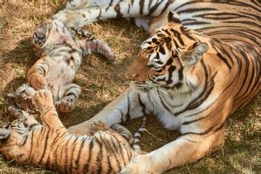 tiger cubs news latest tiger cubs news  updates  news