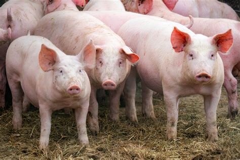 support package announced  independent scottish pig producers