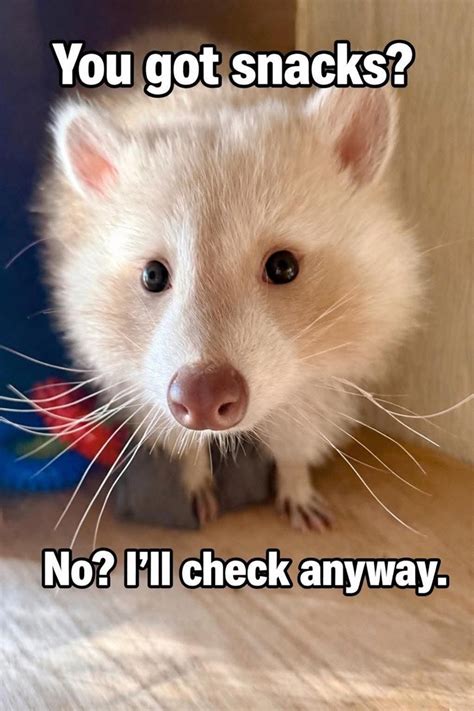 feral friday fun featuring  wild animal memes animal comedy