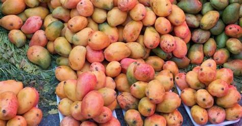 Mango Season in Miami: Navigating the Legalities of Picking from Your