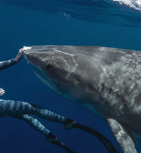 Scarletonly leaked nude i had been reading the reviews of