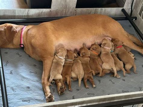 KC Fox Red Labradors (parents Health Checked) - 6+generations Of