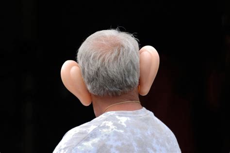 part   ears  auditory system play      tune
