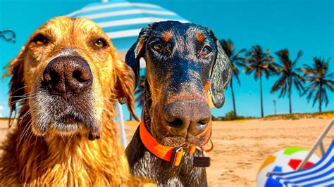 Taking my dogs to the beach for the first time