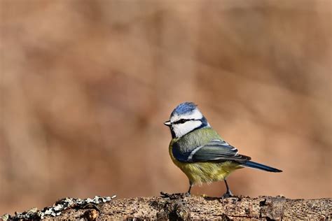 blue tit   branch  winter scenery  stock photo