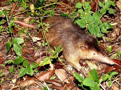 Hispaniolan Solenodon – Dominican Republic | Royle Safaris