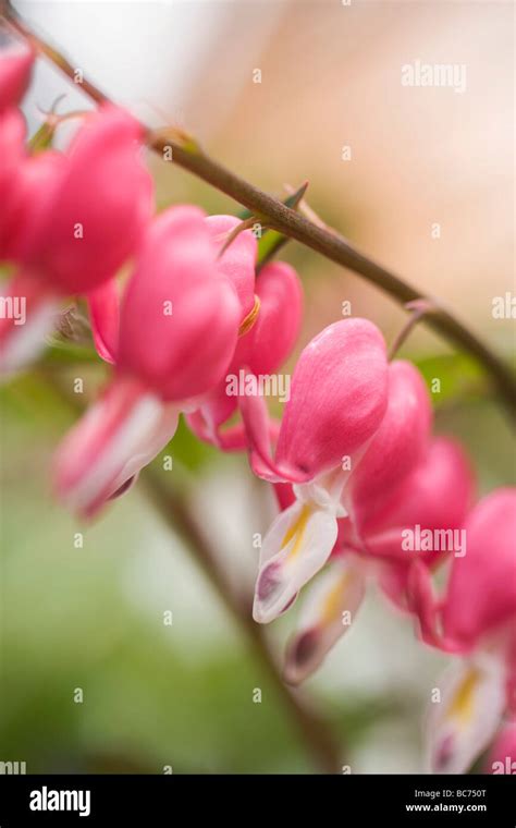 bleeding heart detail stock photo alamy