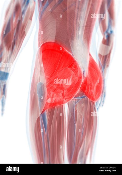 Gluteus maximus muscle artwork Stock Photo - Alamy