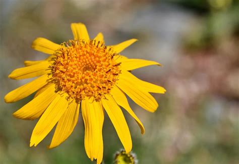 6 plantas medicinales que puedes cultivar en casa