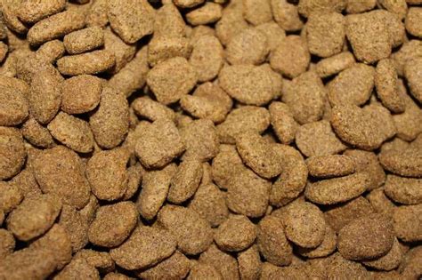 dry dog food kibble   border collie history benefits