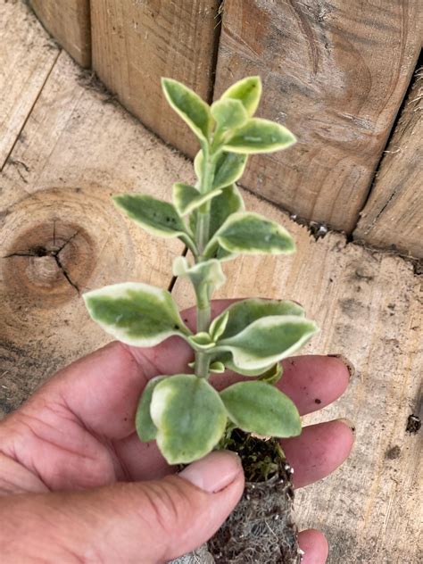Mezoo Trailing Red Livingstone Daisy Starter Plant Plug | Vibrant