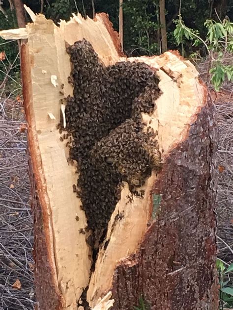 Beehive In Tree Trunk