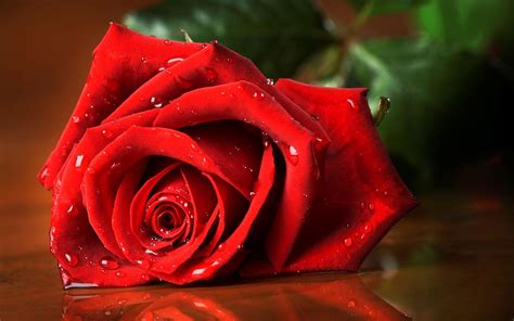 rose flower hd wallpapers wallpaper cave