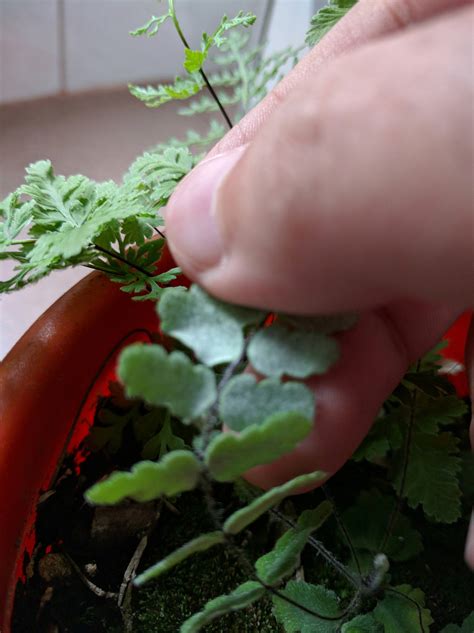 identification - Is any of this a Fern? - Gardening & Landscaping Stack