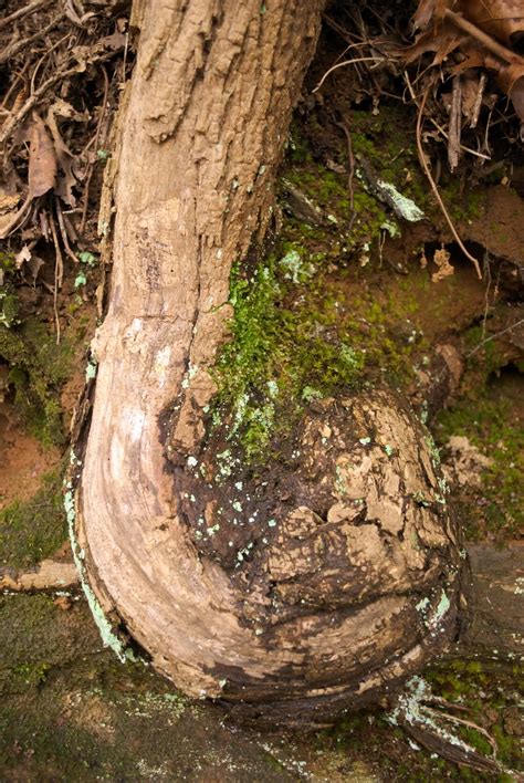 visit  stumphouse tunnel quercus ilicifolia