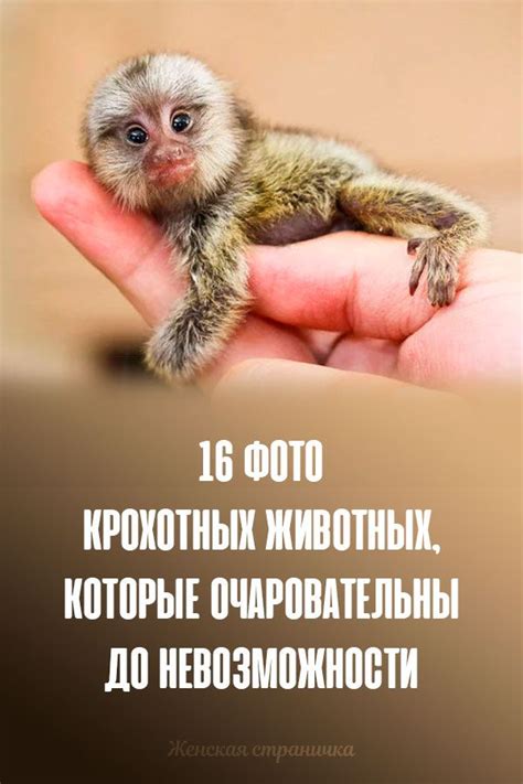Животные | Постила