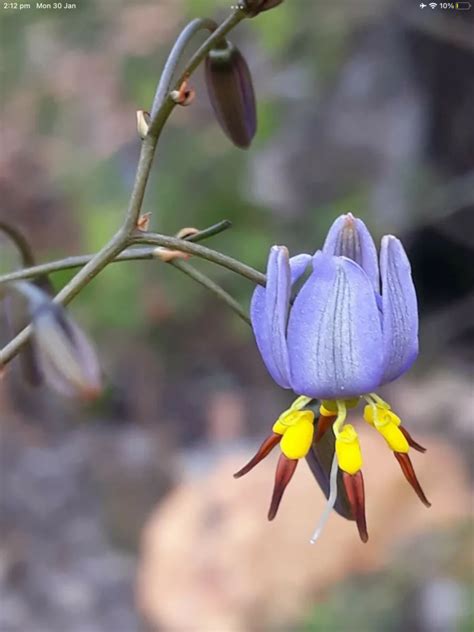 Blue Flax Lily - Local Seeds