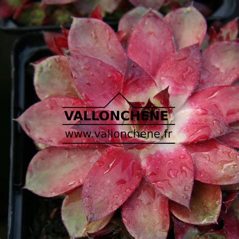 SEMPERVIVUM arachnoideum 'Rubin'