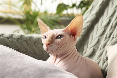 meo nhan su  phai la  thoai ai cap khong pet house cua hang
