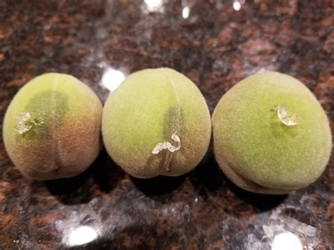 Is Your Peach Jar Leaking? This Cleanup Nightmare Could Happen To YOU!