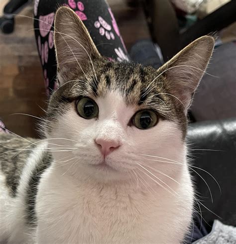 Hudson – Team Cat Rescue