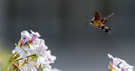Testbericht - Nikon D850 & SIGMA - Tele-Zoom Objektiv 150-600mm F5-6,3 ...