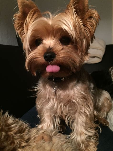 Pictures Of Yorkie Dogs Haircuts at Patricia Sanchez blog