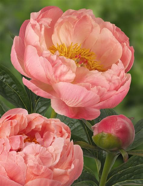 Paeonia - Bujorul - Blog.Anthesis.ro