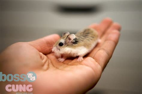 Hướng dẫn cách nuôi chuột hamster Robo chuẩn và chi tiết nhất - Boss Cưng