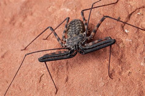 Giant African Cave Spider