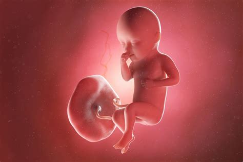34 Semanas De Gestação E Prematuro - 34 semanas de gestação: desenvolvimento do bebê - Tua Saúde