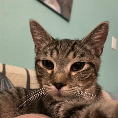 Happy Tails Cats – Animal Welfare League of Montgomery County
