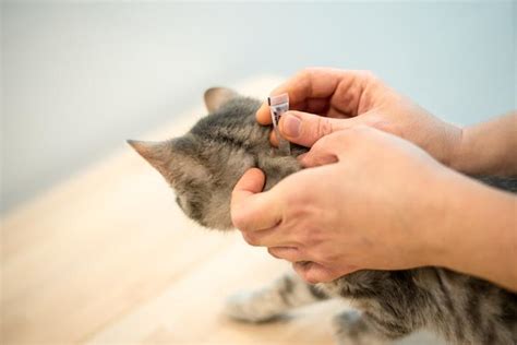 Fipronil for Cats - Dosage, Uses and Side Effects