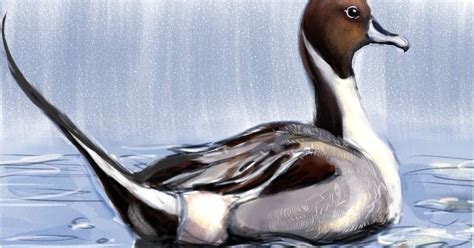Birds: Pintail