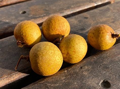 biji lengkeng dimocarpus  sisanya umumnya dikenal sebagai buah