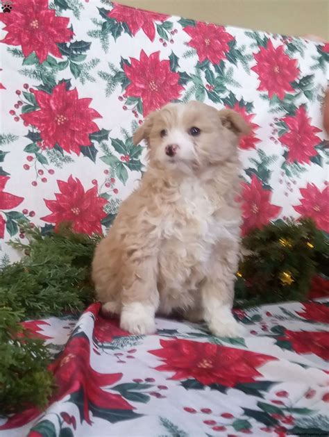 Emily - Standard Poodle Mix Puppy For Sale in New York